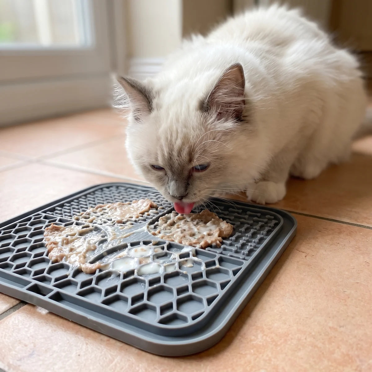 Un chat ragdoll lèche la pâtée étalée sur le tapis