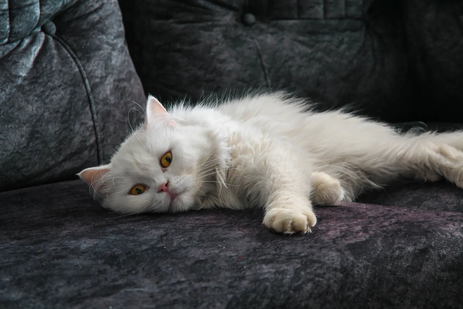 The glove swept sideways across a dark sofa seat: clean fabric behind it, loose hairs ahead