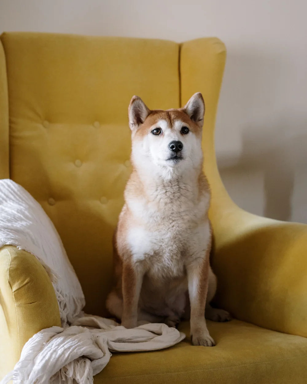The glove sweeping cat hair off an armchair
