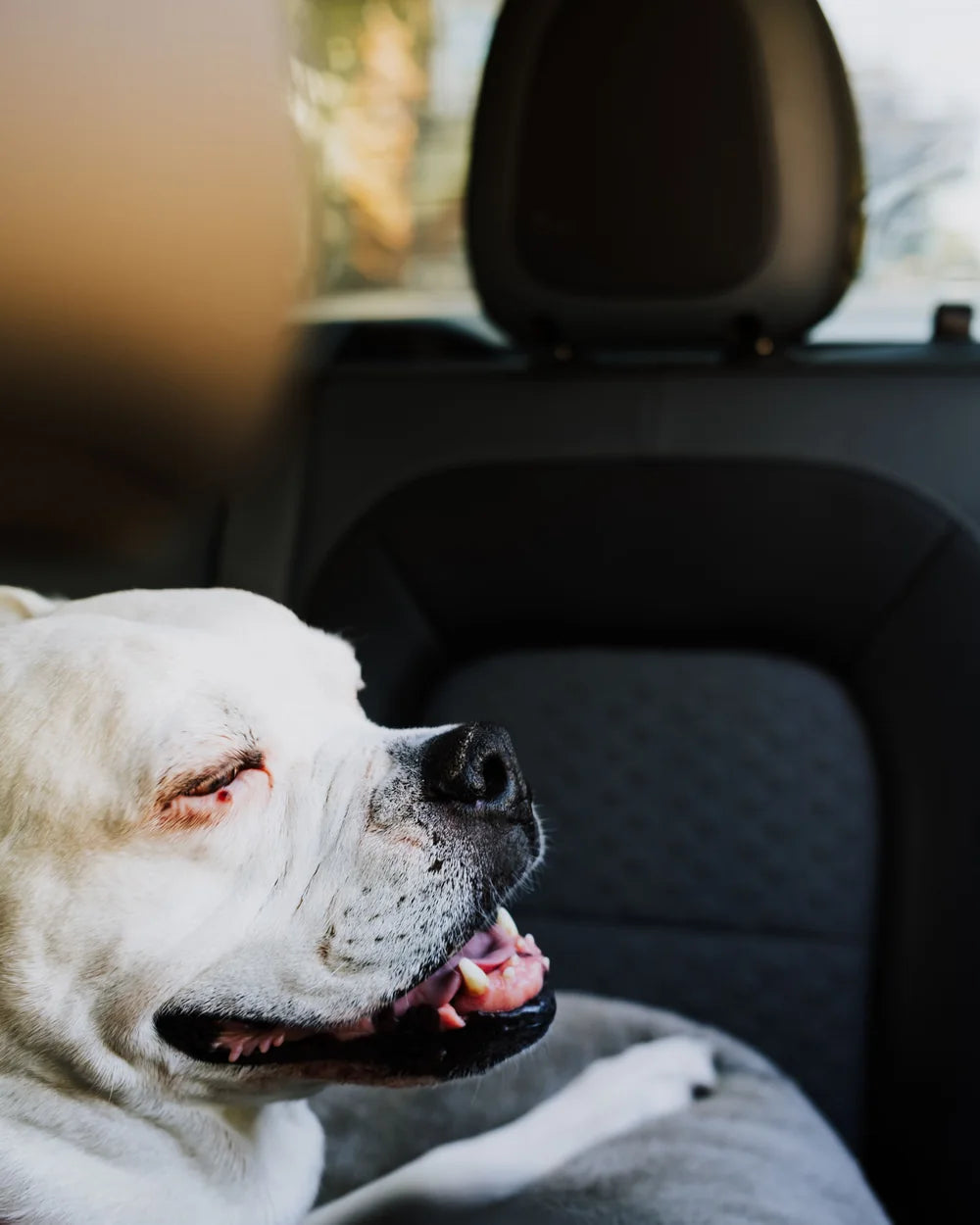 A gloved hand sweeping dog hair off a car seat