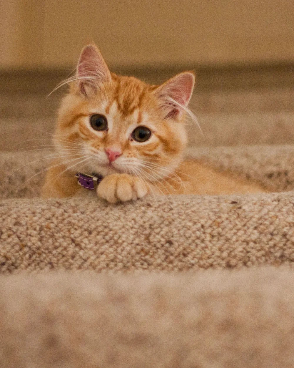 A gloved hand sweeping pet fur off a carpeted stair