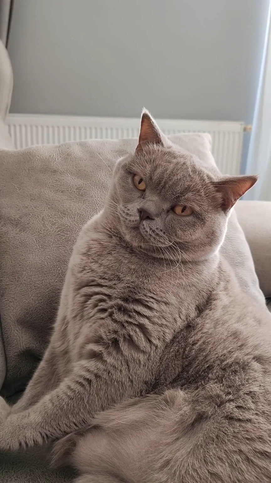 A grey cat settled on a beige sofa