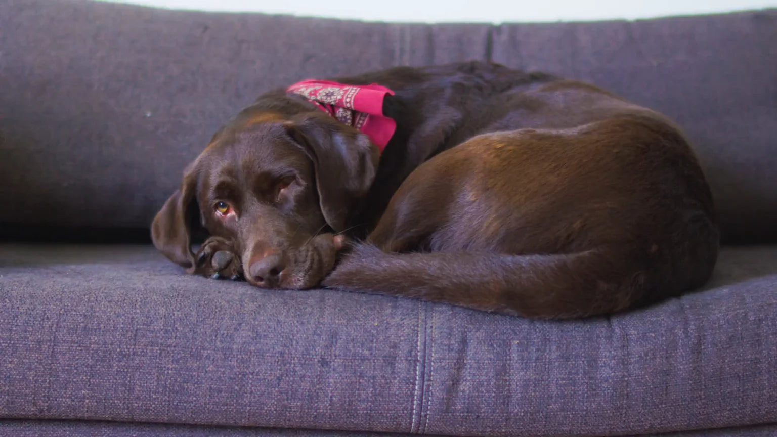 A chocolate labrador asleep on a clean sofa
